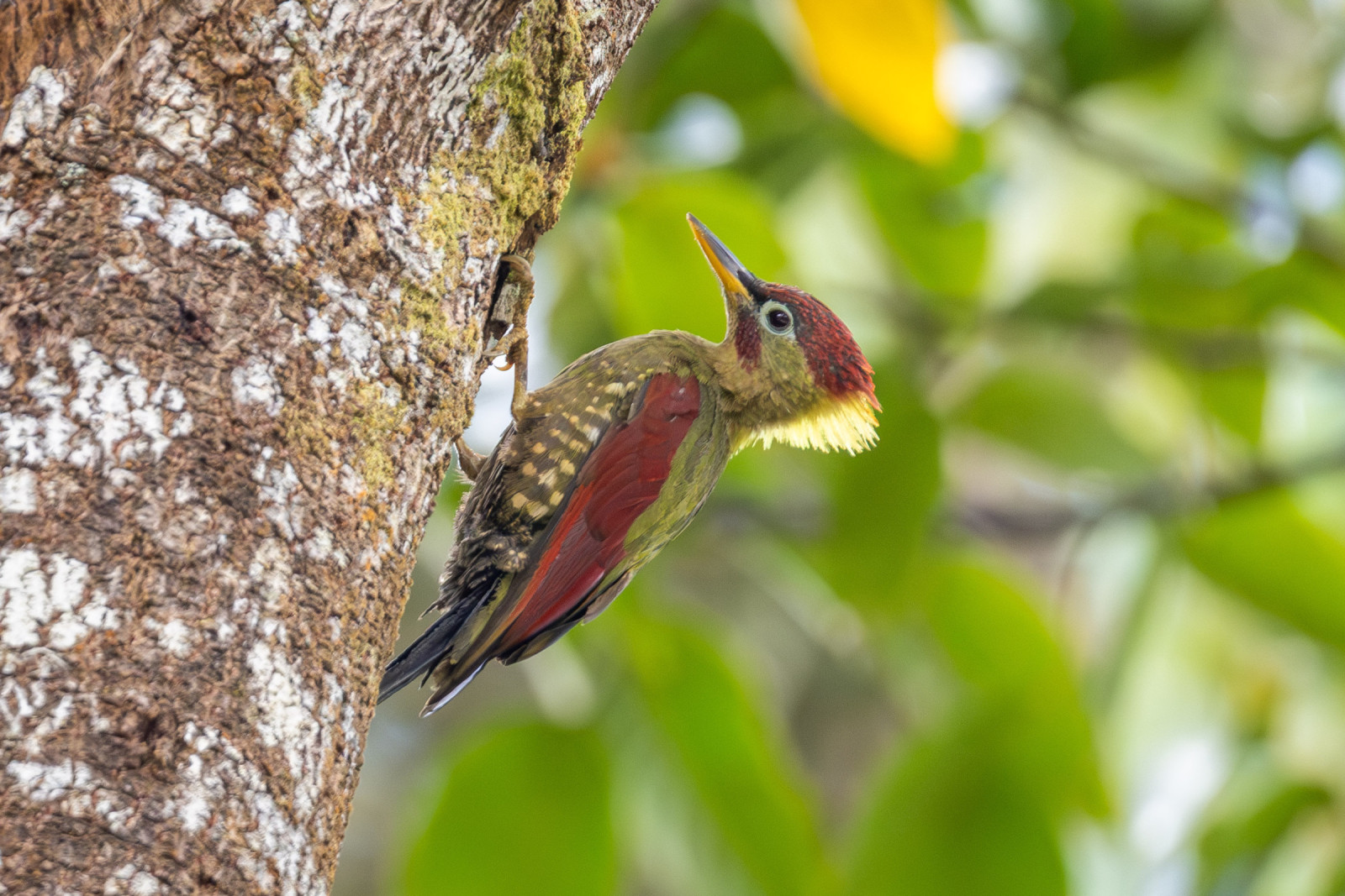 image Crimson-winged Woodpecker
